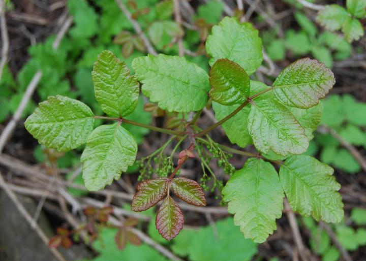 poison-oak-identify-treat