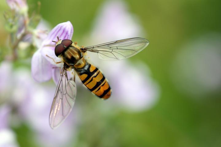 Beneficial Insects in the Garden