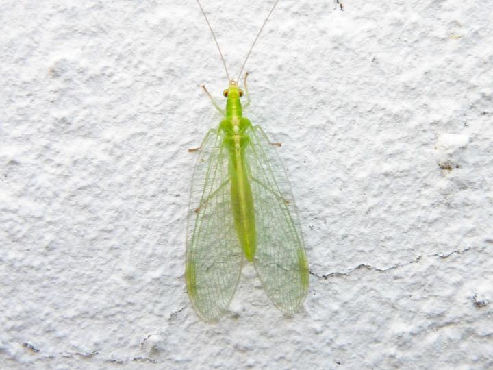 lacewing-455965_1920_full_width.jpg