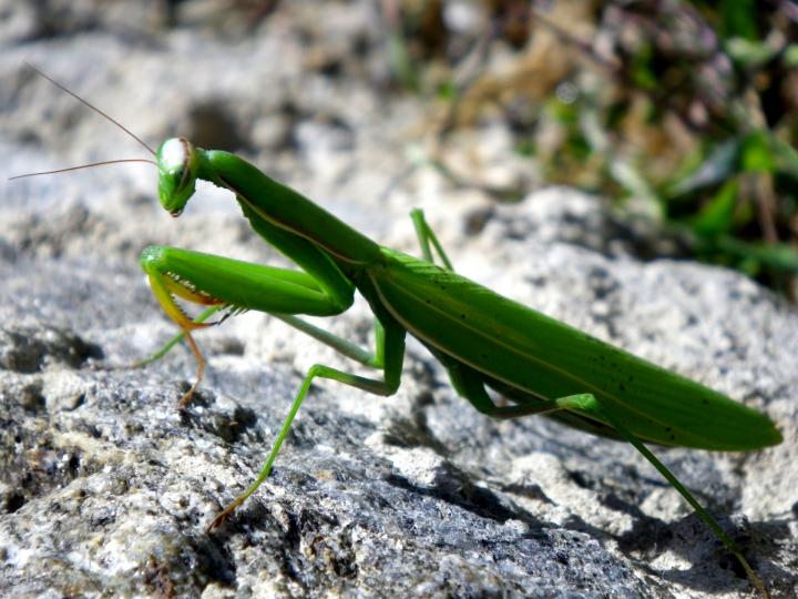 praying-mantis-1286913_1920_full_width.jpg