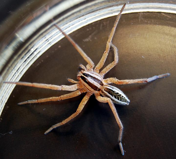 wolf-spider-591088_1280_full_width.jpg