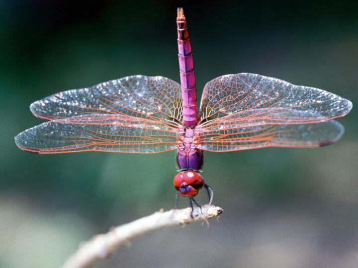 dragonfly-facts-meaning-habitat