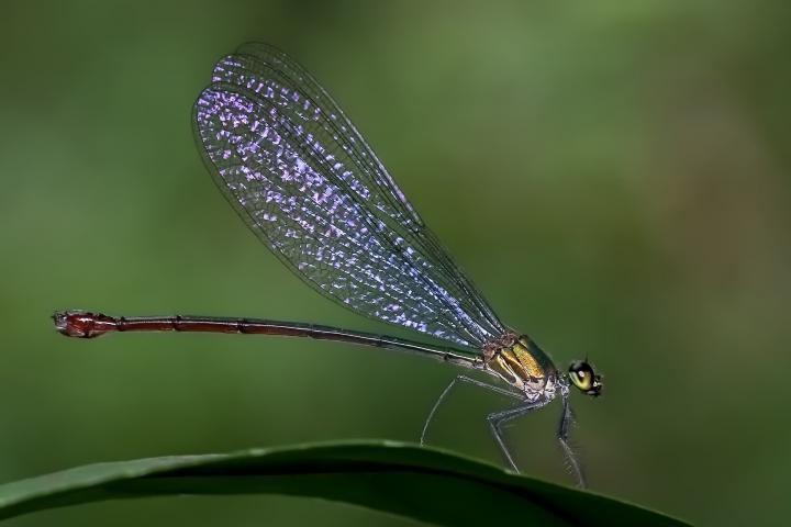 damselfly-facts-meaning.jpg