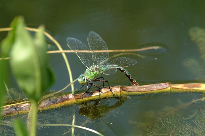 how-to-attract-dragonflies.jpg