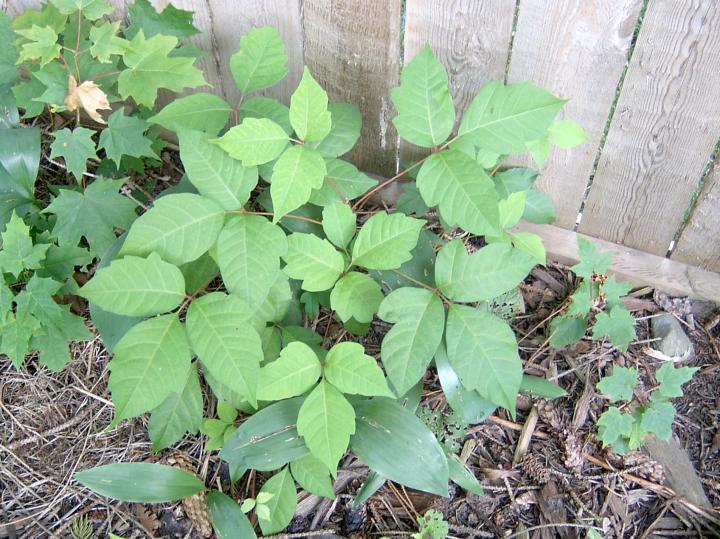 poison-ivy-plant-remedies.jpg