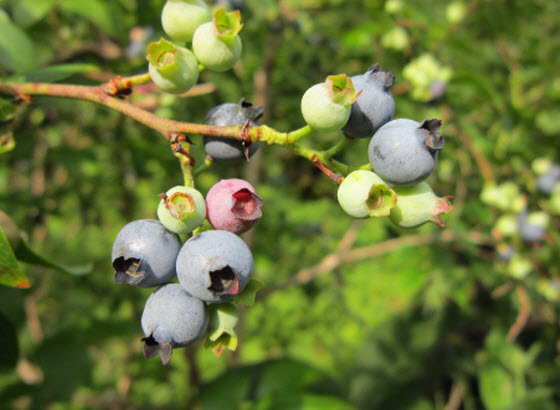 freezing-growing-berries.jpg