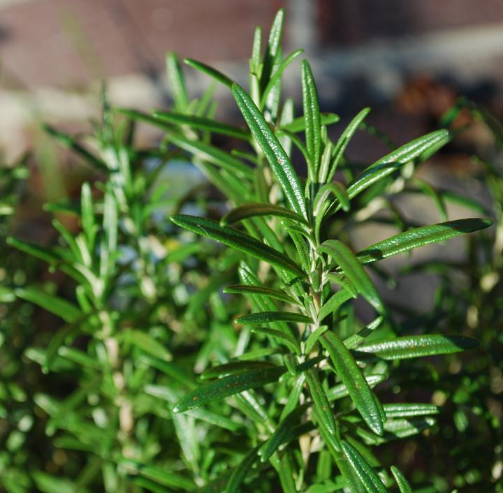 rosemary-planting-growing