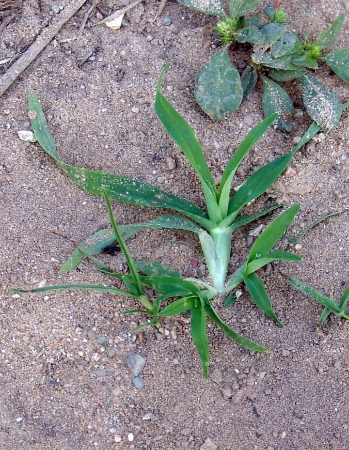 common-garden-weeds-crabgrass