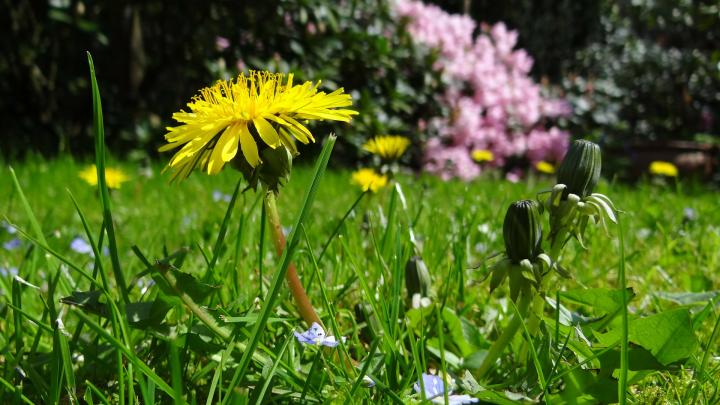 weed-control-removal