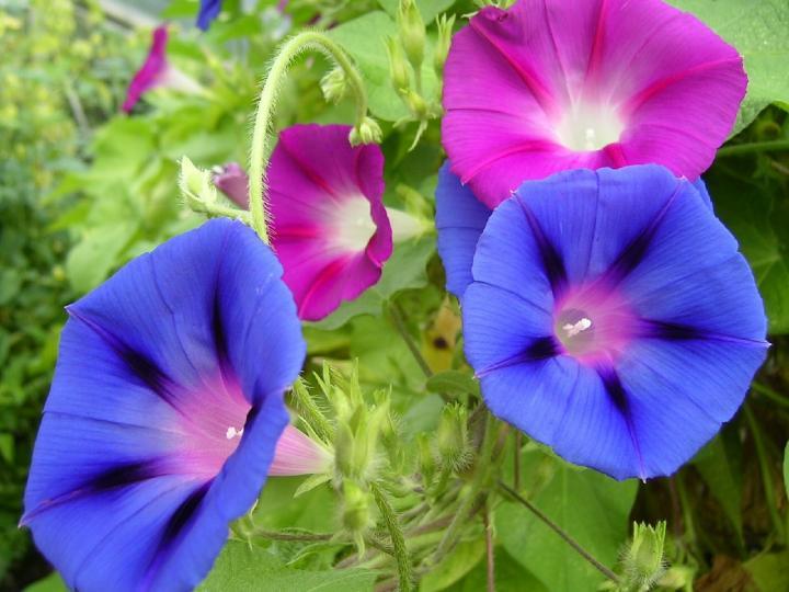 Morning Glory Varieties