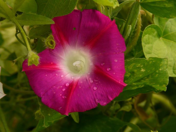 morning-glory-8974_1920_full_width.jpg