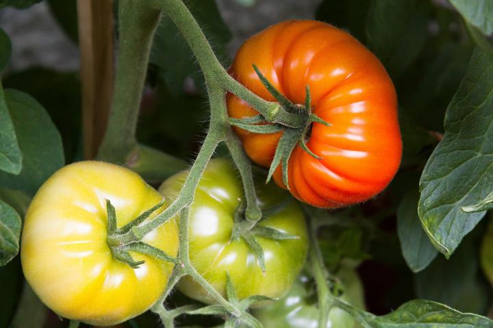 tomato-tips-growing-tomatoes.jpg