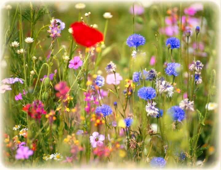 Wild about Wildflowers-Thinkstock