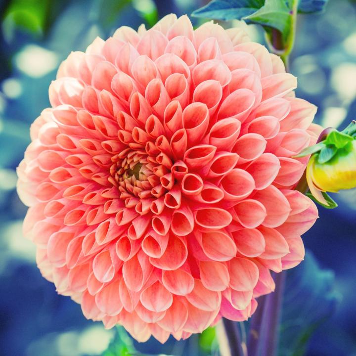 Growing Guide: Spring-Planted Bulbs - Dahlia - Pixabay