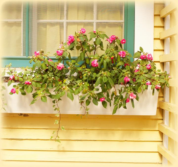 Window boxes - best bets - Thinkstock