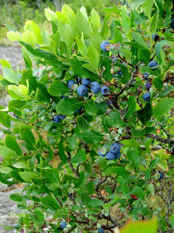 blueberry-101862_1280_full_width.jpg