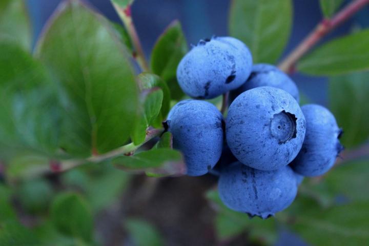 Growing Blueberries