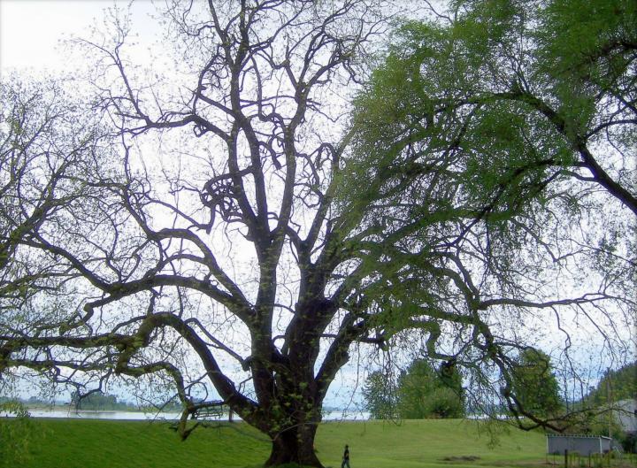 black-walnut-trees-roots-evil-ascending-the-giants-wikimedia-commons