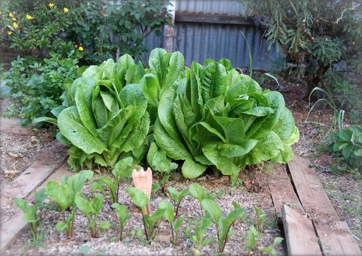 Garden-plans-vegetables-grow-partial-shade-lettuce-Pixabay