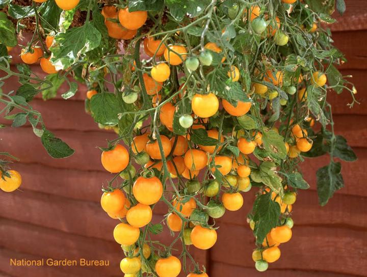 National Garden Bureau-Hanging Tomatoes