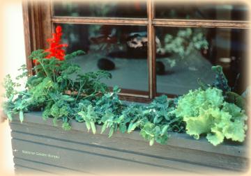 Window Box Plantings