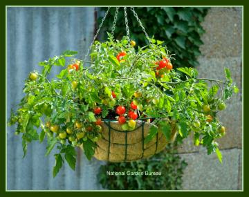 Tomato Basket