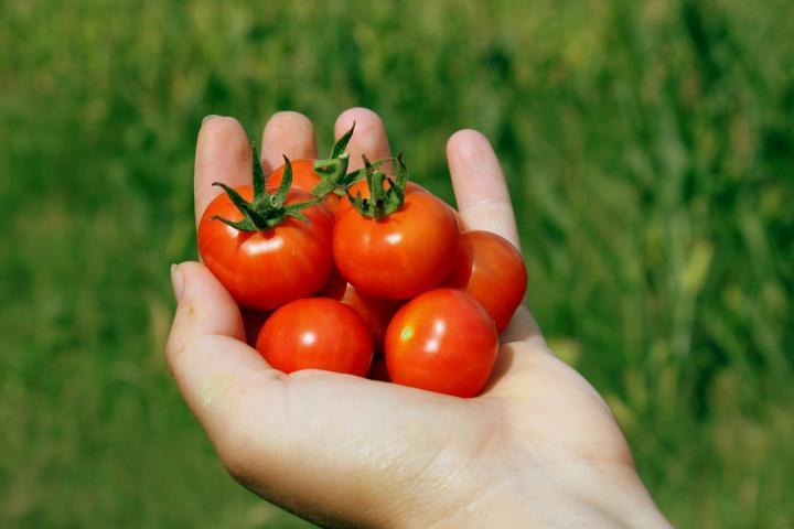 Cherry Tomatoes for the Garden