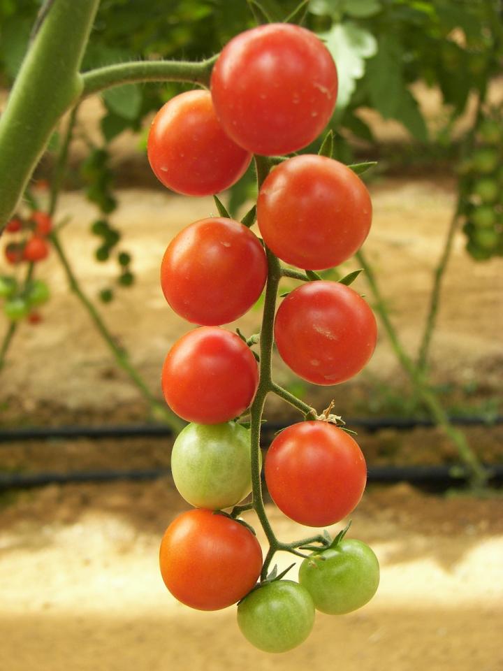 tomatoes-196799_1280_full_width.jpg