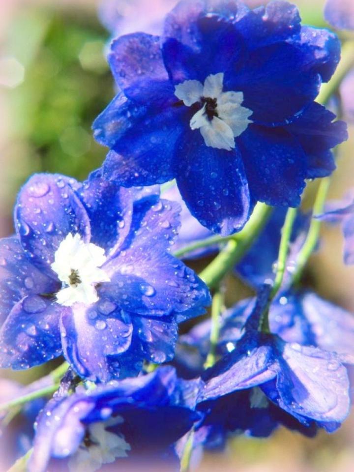 Blue Delphinium-Thinkstock