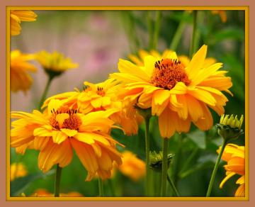 heliopsis_scabra_03-2-by_koran_via_wikimedia_commons_half_width.jpg