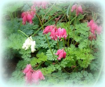 Bleeding Hearts