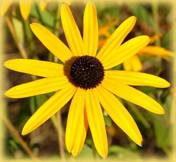 rudbeckia_godstrum-single-by_kintaiyo_via_wikimedia_commons_half_width.jpg