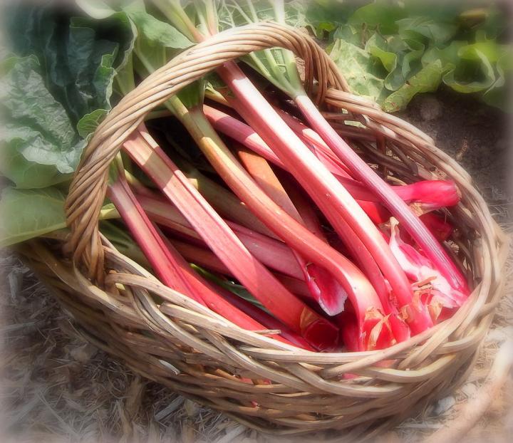 Rhubarb in basket