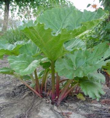 rhubarb.jpg