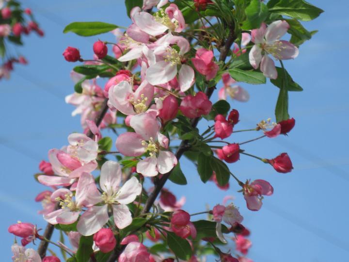 Crabapple Tree Flowering