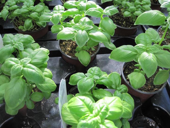 Growing Basil Varieties