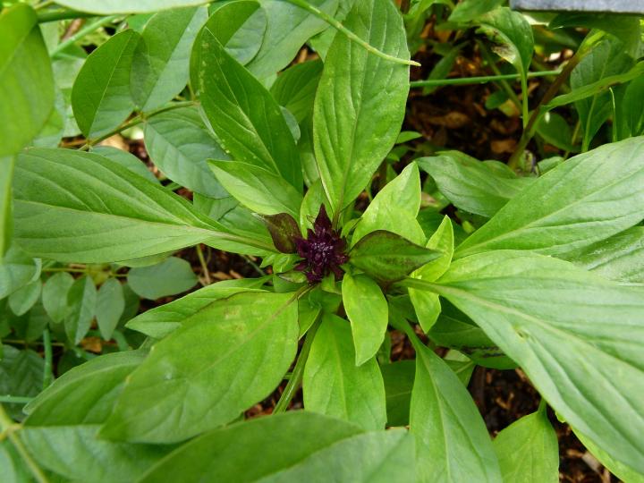 ocimum-basilicum-895217_1280_full_width.jpg