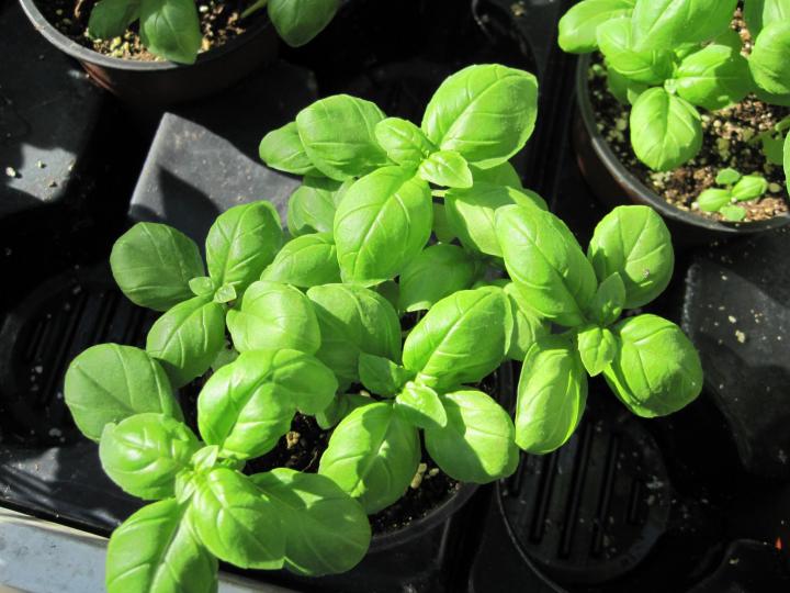 basil_002_full_width.jpg