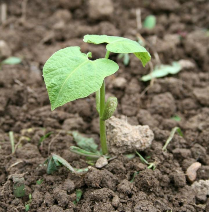 Bean seedling