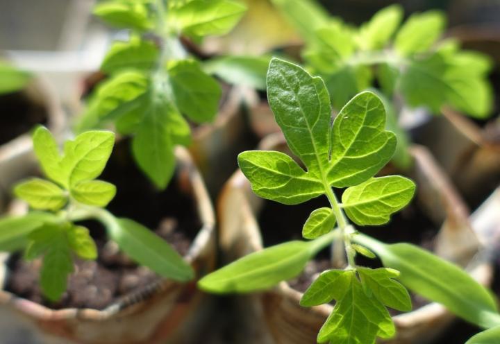 Tomato Seedling - Pixabay - 1920x1080