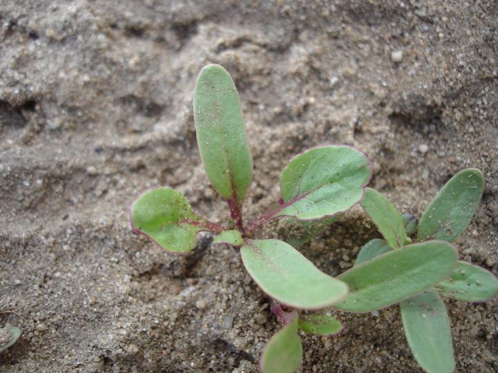 Beet seedling, by Tepeyac (Own Work) via Wikimedia Commons