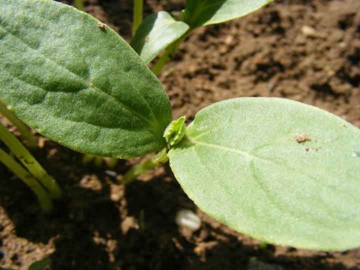 Cucumber seedling