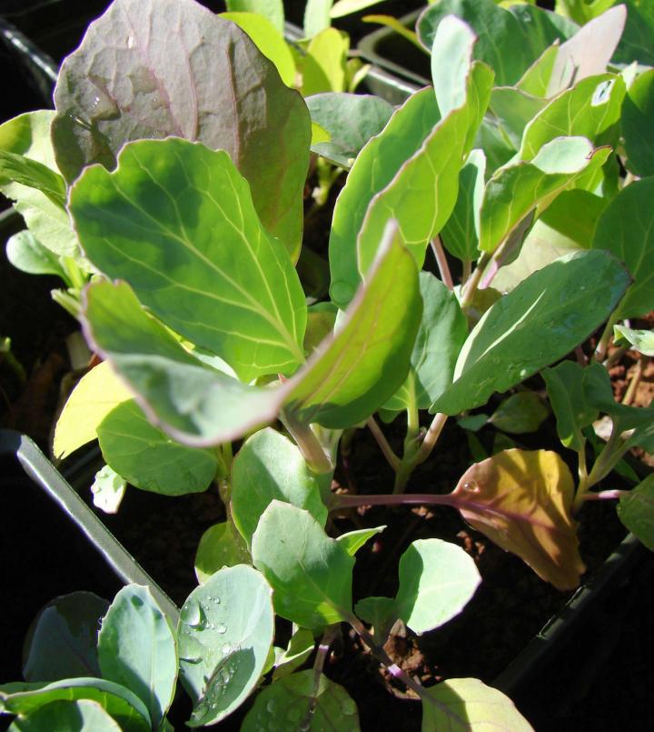 Kale seedling, by Forest and Kim Starr via Wikimedia Commons