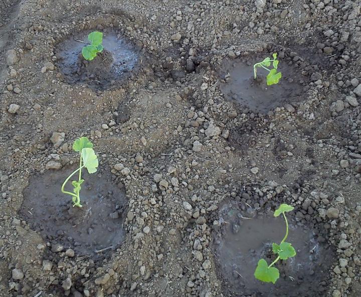 Squash seedling, by Belmargo2014 (Own Work) via Wikimedia Commons