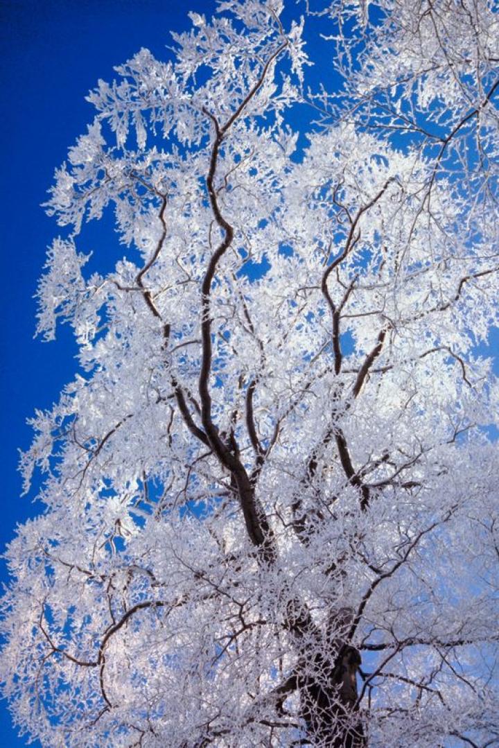 frosty tree