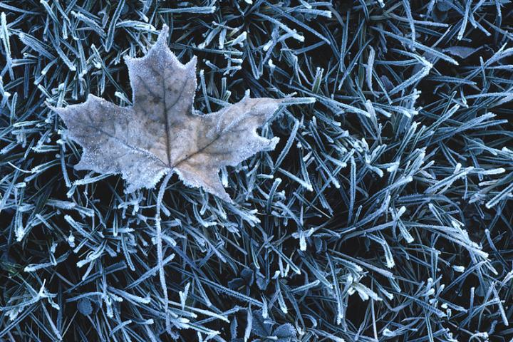 Frosty Maple Leaf