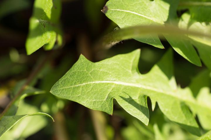 dandelion-111012_1280_full_width.jpg