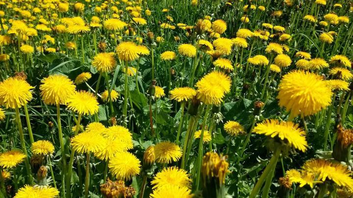 Dandelion Meadow