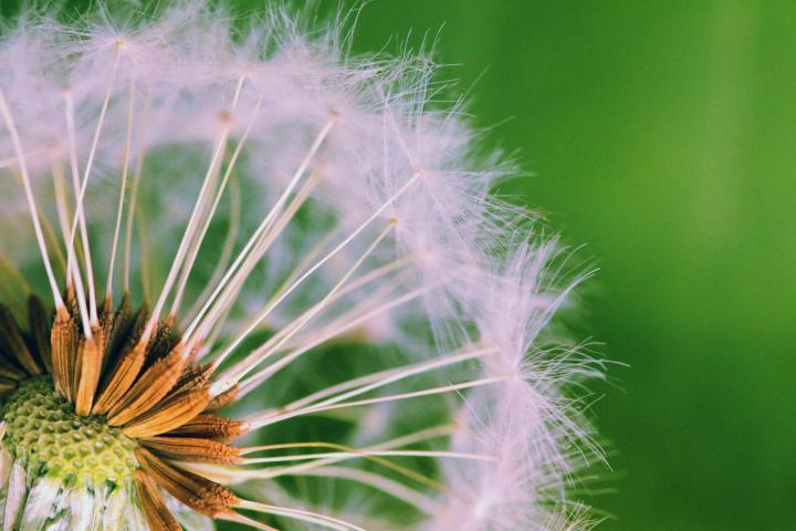 dandelion-199269_1280_full_width.jpg