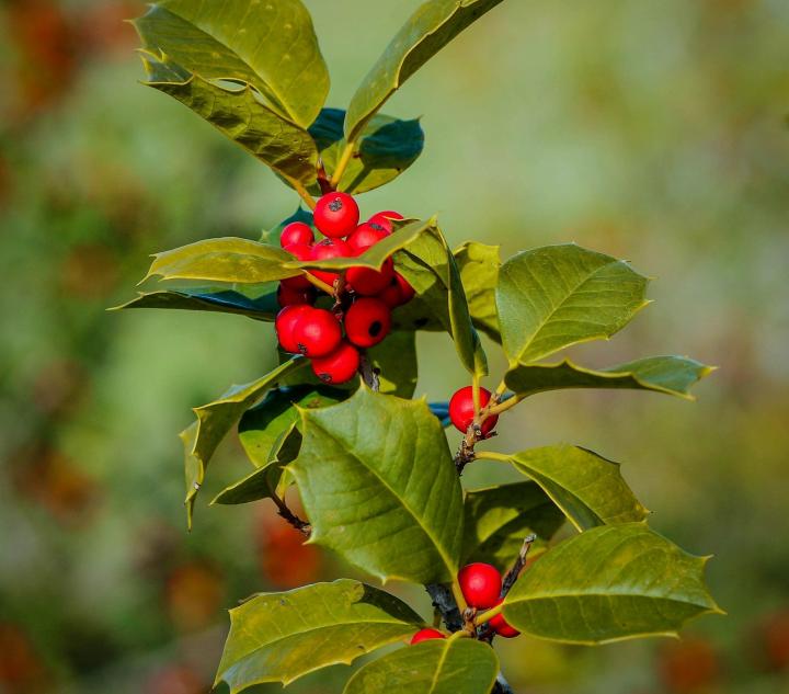 Holly December birth flower 1837x1920px Pixabay